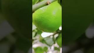 Lemon plants shortsvideo lemonfruit plants youtubeshorts viralvideo tranding shorts [upl. by Myron]