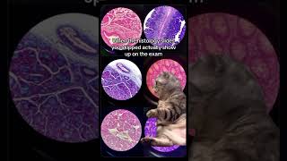 Studying histology diagrams for NEET MDS [upl. by Ecyac992]