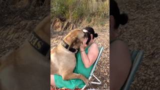 Jealous Boerboel Wants Attention boerboel repost trending [upl. by Quintessa]