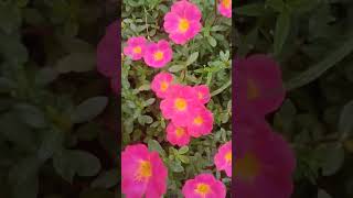 Purslane flower plant  Purslane plant care shortvideo [upl. by Llenoj80]