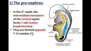 Development of Kidneys1Pronephros and Mesonephros  Dr Ahmed Farid [upl. by Damalis928]