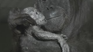 Orangutan birth captured live on camera at Durrell [upl. by Nirehtak236]