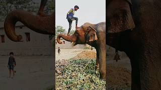 Please sporrt me 🙏👍 elephant animals funny shorts youtubeshorts love sad viralvideo status [upl. by Eelimaj]