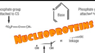 Nucleoproteins Chemistry of nucleotides Medical Biochemistry for Medical Students [upl. by Mikael]