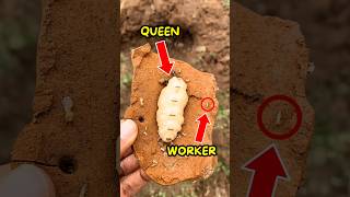 Why Termite Queens Are Massive😱 [upl. by Elvie950]