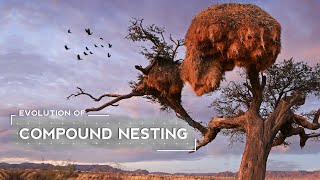 How Weaver Birds Evolved to Build Huge Nests [upl. by Nesmat280]