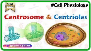 Centrosome and centrioles  USMLE Cell physiology Animations [upl. by Ydnec]