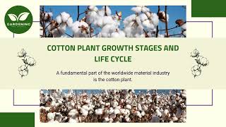 Cotton Plant Growth Stages and Life Cycle [upl. by Bartel666]