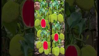 jackfruit kathal fruiting gardening fruit fruitcutting healthy cooking youtubevideo [upl. by Nesnej]