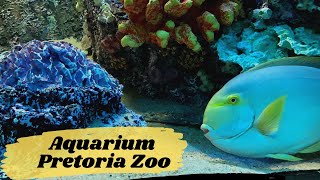 The aquarium  National Zoological Gardens of South Africa  Pretoria Zoo Aquarium [upl. by Clarie]