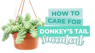 How to care for Sedum Donkeys Tail  Sedum Morganianum  Succulent Care Guide 101 [upl. by Asilaj243]