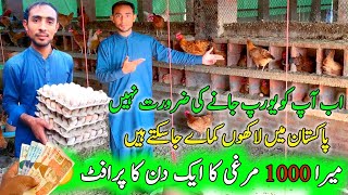 1000 Golden Misri Murgi ka Daily Profit  Start Golden Misri Murgi Farming in Winter [upl. by Yesac631]