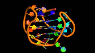 Human telomeric Gquadruplex structure determined by nmr  potassium form 1 [upl. by Olatha]