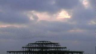 Starlings flocking over Brightons West Pier [upl. by Nreval250]