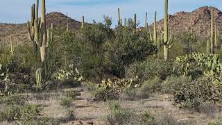 Saguaro National Park [upl. by Enimzzaj140]