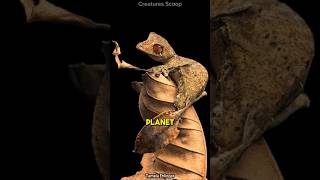 Meet the Satanic LeafTailed Gecko Natures ultimate master of disguise [upl. by Warrenne758]