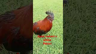 plslikesubscribe shortvideo shorts ayam cemani ulikba rooster chicken [upl. by Airamat]