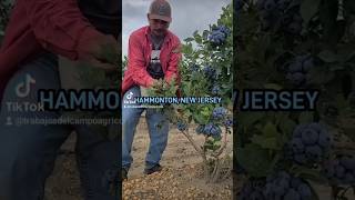 La mejor temporada de Blueberry Arándanos de HAMMONTON NEW JERSEY [upl. by Carhart]