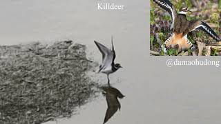 Killdeer [upl. by Nemsaj187]