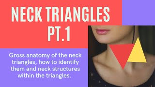 Anterior and Posterior Neck Triangles Gross Anatomy Part 1 anatomy [upl. by Onairpic]