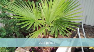 Growth rate trachycarpus 20112018 [upl. by Ahsac]