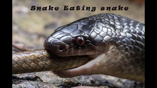 Snake eating snake [upl. by Eastlake]