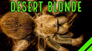 Arizona Blond Tarantula Aphonopelma chalcodes Care amp Husbandry [upl. by Pigeon]