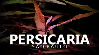 Persicaria Sp Sao Paulo [upl. by Wight]