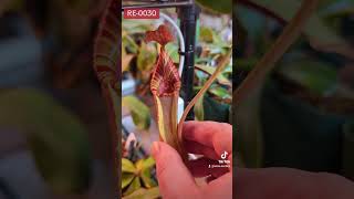 nepenthes Redleaf Exotics RE 0030 [upl. by Angil]