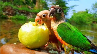 conure nature bird sounds  Green cheek conure tricky parrot in the forest  Conure Sounds [upl. by Cormac]