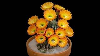 Coccineus cactus cactus flowers Echinocereus Coccineus spectacularvlogger shortvideo [upl. by Aihtniroc]