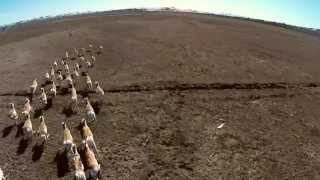 Path of the Pronghorn Migration [upl. by Gilchrist518]