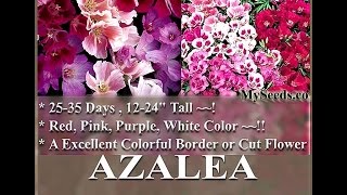 CLARKIA GODETIA  AZALEA DOUBLE MIX  Clarkia amoena FLOWER SEEDS on wwwMySeedsCo [upl. by Issor]