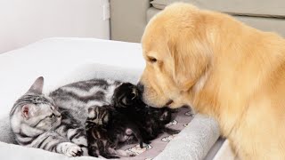 Mother Cat Introduces Newborn Kittens to the Golden Retriever who Raised Her [upl. by Anaher]