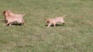 Labrador Retriever Puppies For Sale [upl. by Cerell299]