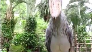 Shoebill stork sound [upl. by Bascomb988]