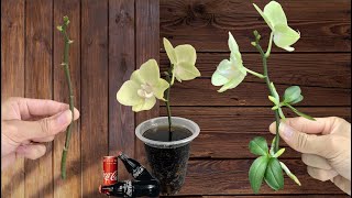 Surprise 5 Easiest Orchid Propagation Methods in 2025 [upl. by Hasila]