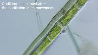 Cyanobacteria Oscillatoria and Mougeotia Algae SW380T microscope [upl. by Odyssey808]