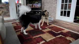 Border Collie vs German Shepherd playing [upl. by Ailil]