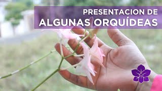 Presentación de algunas Orquídeas  Albania Gomez [upl. by Avalsorim680]