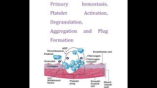 Primary Hemostasis Part 3 Platelets Activation Degranulation Aggregation and Plug Formation [upl. by Annaicul]