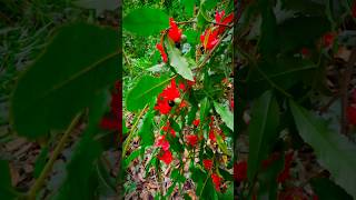 Ochna encounter in earlwood forest 🍒 [upl. by Clawson306]