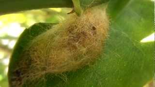 Tussock moth pupa [upl. by Bean653]