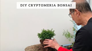 DIY Cryptomeria Bonsai [upl. by Watt]