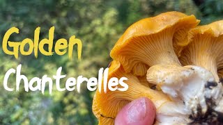 How To Identify Chanterelles and Poisonous LookAlikes [upl. by Alexio]