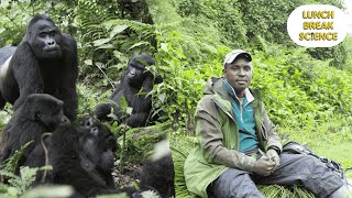 Mountain Gorilla Group Dynamics ft Eric Ndayishimiye [upl. by Auqinahc]