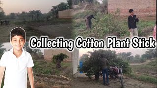 IM COLLECTING COTTON STICKS FROM MY PLANT  Ibrahim vlogs [upl. by Jule]