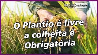 O Plantio e livre a colheita Obrigatória  De Carona com Angelo [upl. by Tsai]