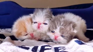 kittens at 3 weeks [upl. by Ashton997]