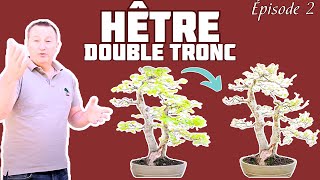 BROUTAGE du MOUTON sur le HÊTRE 🌱 NEJIKAN BONSAI 🌱 [upl. by Dorcy]